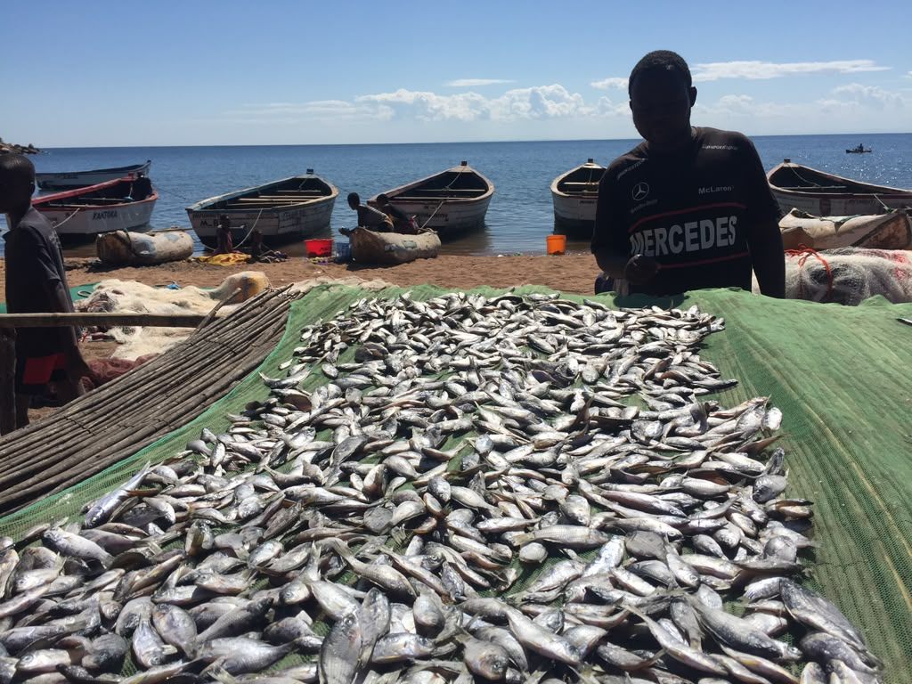 Fish spread out to dry on green nets at a lakeside landing site in Malawi, with fishing boats moored along the shore behind
